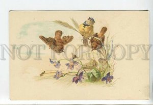 444097 KLEIN Parus Birds SPARROW Violet SPRING Vintage postcard TSN #169