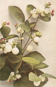 Plant with fruits. Traubige Schneebeere Old vintage German postcard