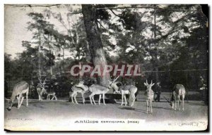 Old Postcard Antelope cervicapra India Advertisement Creme Franco Russian Drouet