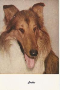 \Collie Dog\ Nice Vintage American postcard