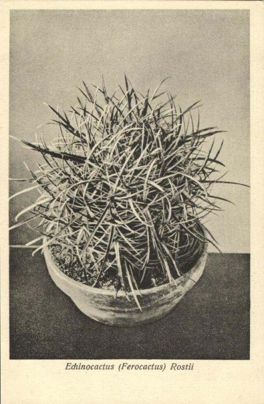 Cactus Cactaceae, Echinocactus Ferocactus Rostii (1920s) Otto Stoye Postcard