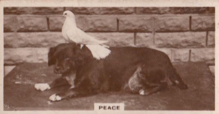 Pigeon Bird on Dogs Head Dog Birds Old Real Photo Cigarette Card