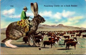 Humour Punching Cattle On A Jack Rabbit 1961