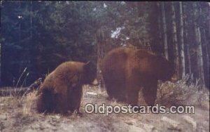 Yellowstone National Park Bear Unused 