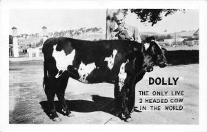 Dolly Two Headed Cow Circus Carnival Sideshow Oddity Real Photo PC AA110446