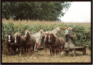 Postcard Amish Seasons - men farming with Belgian horses