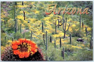 Postcard - Arizona