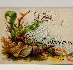 Antique Victorian c1890s Nautical Sea Shell Business Card 3.25 x 1.75