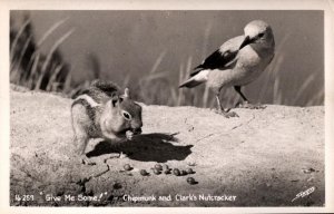 RPPC  Chipmunk and Clark's Nutcracker  - Real Photo Postcard  1946