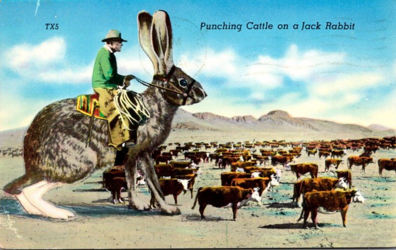 Humour Exageration Punching Cattle On A Giant Jack Rabbit 1964