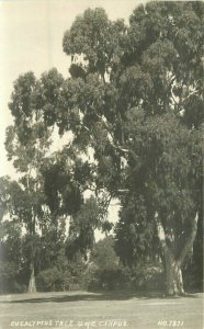 California San Francisco 1920s Eucalyptus Tree UC Campus RPPC Postcard 21-3547