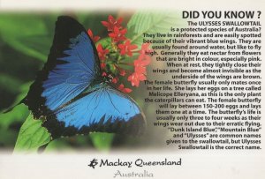 Ulysses Butterfly in Mackay Queensland Australia Postcard