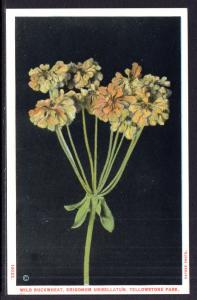 Wild Buckwheat,Yellowstone National Park