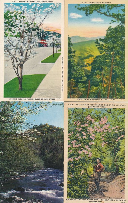 (4 cards) Dogwood & Mountain Views Great Smoky Mountains TN Tennessee (or N.C.)