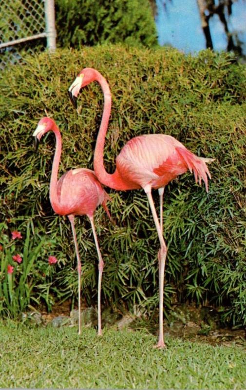 Birds Flamingos At Ross Allen's Reptile Institute Silver Springs Florida