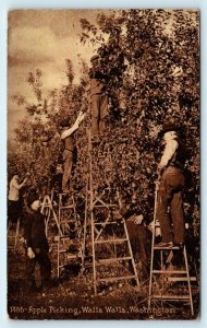 WALLA WALLA, WA Washington  APPLE PICKERS on LADDERS c 1910s  Postcard