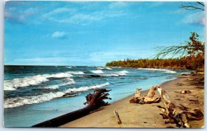 Postcard - Driftwood - Beach/Shore