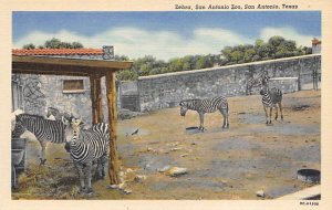 Zebras San Antonio, Texas, USA Zebra Unused 