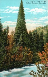 Vintage Postcard Perfect Tree In The Canon Boulder Colorado CO