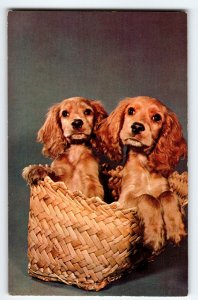 Cocker Spaniel Puppy Dogs Wicker Basket Postcard Chrome Greetings From Ithaca NY