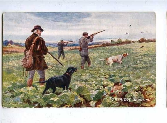 182918 Hunting partridge dog by Drummond Vintage postcard