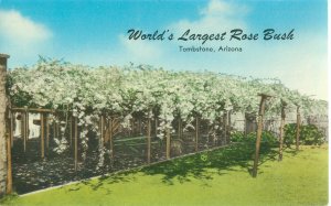 Tucson, Arizona World's Largest Rose Bush ChromePostcard,  Unused