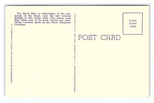 Greetings From The BLACK HILLS South Dakota LARGE Letter Postcard