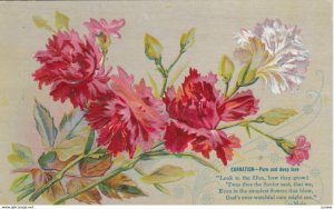 Carnation Flowers , 1900-10s