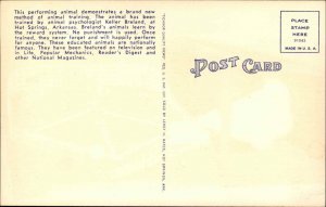 Roadside - Trained Chicken Playing Baseball Hot Springs AR Linen Postcard