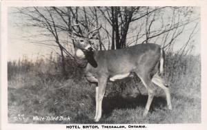 A50/ Canada Ontario Postcard Real Photo RPPC 1955 Thessalon Hotel Sinton 2