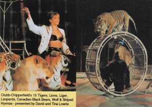 Chipperfield's Circus Tigers Lady Trainer Advertising PB Postcard Photo