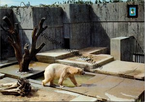 Zoological Park Madrid Spain Postcard PC319