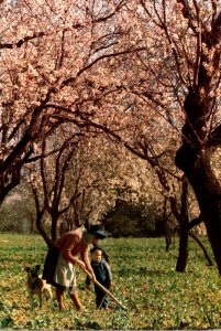 Portugal Algarve Blossomed Almond Tree 1985