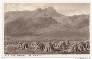 CAPE PROVINCE, South Africa, 1900-1910's; Hex River Valley