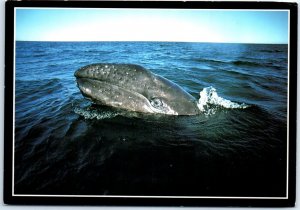 Postcard - A gray whale calf, Pacific Coast Wildlife - California