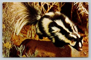 Spotted Skunk Jumping Over Rock Vintage Postcard 0697