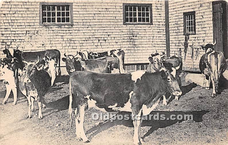 Old Vintage Shaker Post Card A Herd of Guernsey Cows, East Canterbury, New Ha...