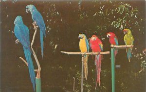 Boca Raton Florida Macaw Parrots, Africa USA, Chrome Postcard
