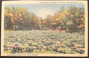 Vintage Postcard 1934 Lotus Beds City Park Parkersburg West Virginia