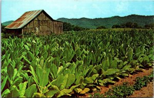 USA Tobacco Ready For Harvest Chrome Postcard C024