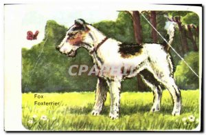 Image A Wirehaired Fox Hound English