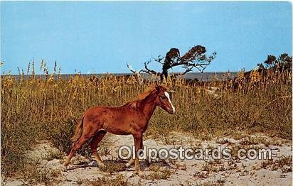 Wild Outer Banks Pony Ocracoke Island, North Carolina Unused 