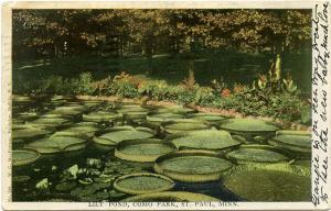 The Lily Pad Pond, Como Park St. Paul MN, Minnesota pm 1906