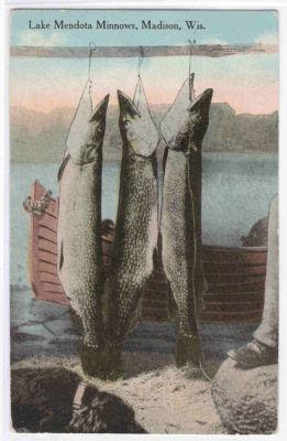 Lake Mendota Minnows Fishing Madison WI postcard