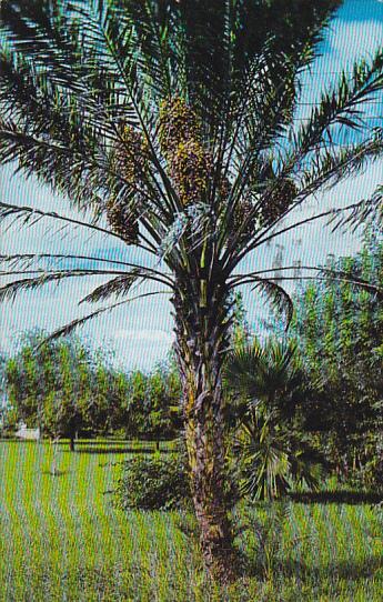 Date Palm With Fruit 1964