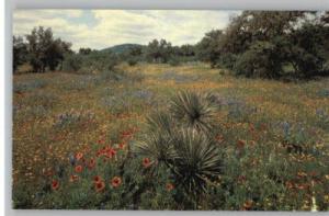 Postcard..Bluebonnets & Coneflowers..Texas Flowers