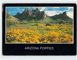 Postcard Poppy Spread - Ajo Peaks Organ Pipe Cactus Nat'l Monument Arizona USA