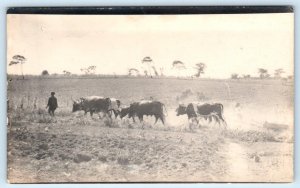 RPPC INANDA SEMINARY, South Africa ~ OX TEAM belonging to Seminary 1917 Postcard