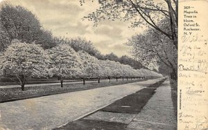 Magnolia trees in bloom, Oxford Street Rochester, New York, USA R.P.O., Rail ...