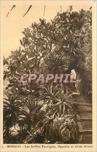 Old Postcard Monaco Exotic Gardens Opuntia and Aloes Miscellaneous